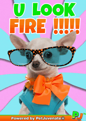 A Picture Of A Chihuahua Wearing Sunglasses And An Orange Bow Tie GIF