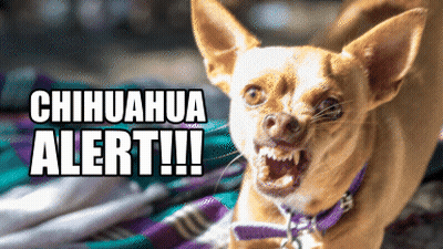 A Picture Of A Chihuahua With The Words Chihuahua Alert !!! Above It GIF