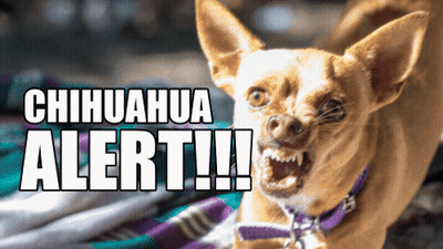 A Picture Of A Chihuahua With The Words Chihuahua Alert Written On It GIF