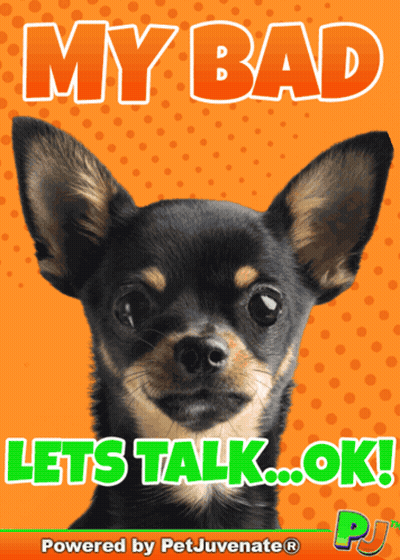 A Picture Of A Chihuahua With The Words My Bad Lets Talk Ok GIF