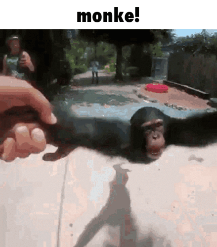 A Picture Of A Chimpanzee Being Held By A Person With The Caption Monke ! GIF