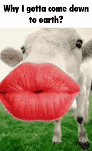 A Picture Of A Cow With Red Lips And The Words " Why I Gotta Come Down To Earth " GIF