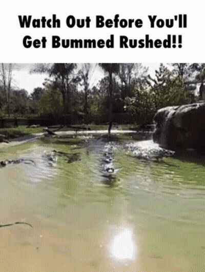 A Picture Of A Crocodile Swimming In A Pond With The Caption Watch Out Before You 'Ll Get Bummed Rushed GIF