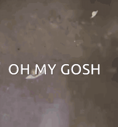 A Picture Of A Crown With The Words Oh My Gosh On It GIF