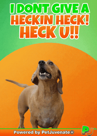 A Picture Of A Dachshund With The Words I Dont Give A Heckin Heck Heck U On It GIF
