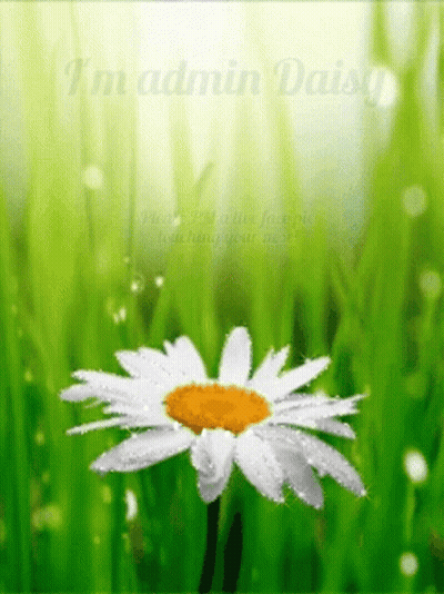 A Picture Of A Daisy In The Grass With The Words I 'M Admin Daisy GIF