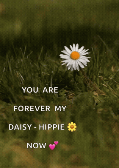 A Picture Of A Daisy In The Grass With The Words " You Are Forever My Daisy Hippie Now " GIF