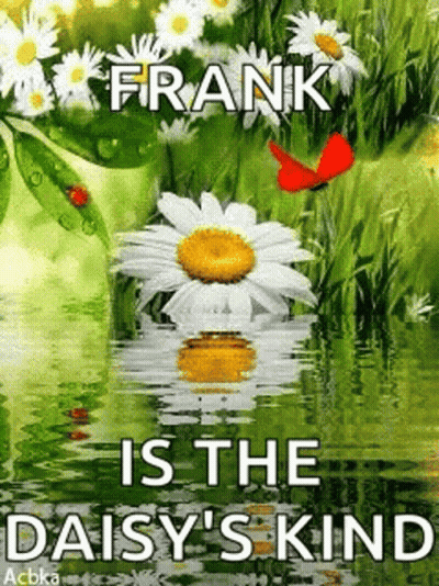 A Picture Of A Daisy In The Water With A Butterfly . GIF