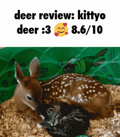 A Picture Of A Deer And A Kitten With The Caption Deer Review Kittyo Deer 3 8.6 / 10 GIF