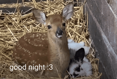 A Picture Of A Deer And Rabbits With The Caption Good Night : 3 GIF
