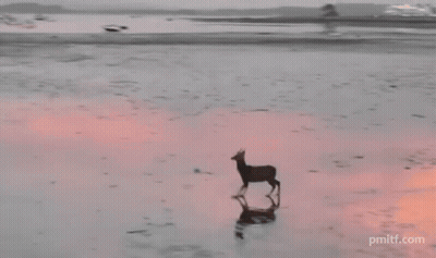a picture of a deer on a beach with pmittf.com written on the bottom right