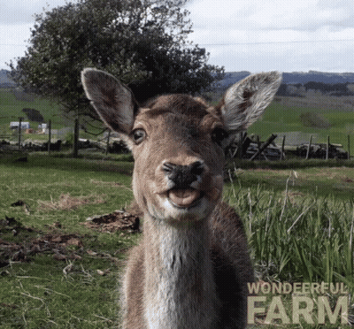 A Picture Of A Deer With A Wonderful Farm Logo In The Background GIF