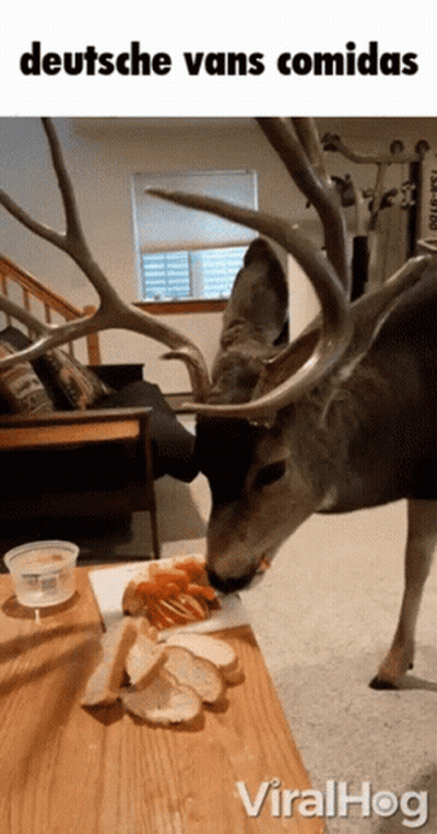 A Picture Of A Deer With Antlers Eating Bread With The Caption Deutsche Vans Comidas GIF