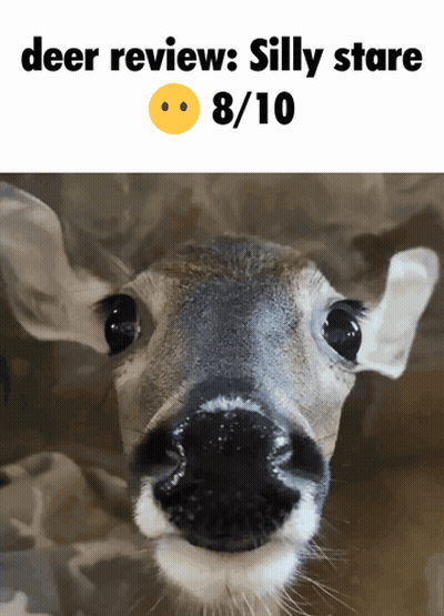 A Picture Of A Deer With The Caption " Deer Review : Silly Stare " GIF