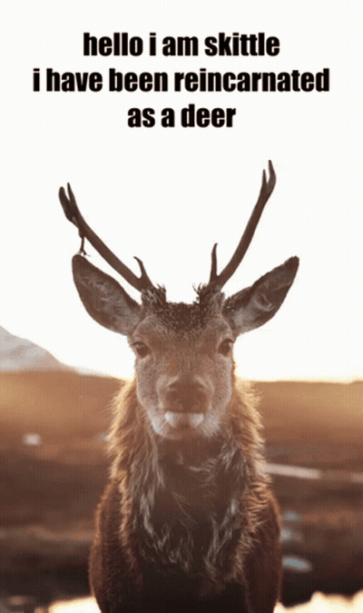 A Picture Of A Deer With The Words " Hello I Am Skittle I Have Been Reincarnated As A Deer " Above It GIF