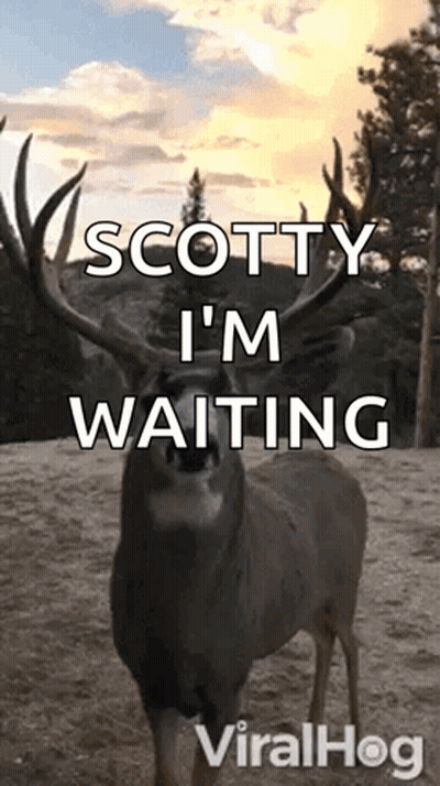 A Picture Of A Deer With The Words Scotty I 'M Waiting Written On It . GIF
