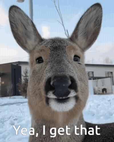 A Picture Of A Deer With The Words Yea I Get That Below It GIF