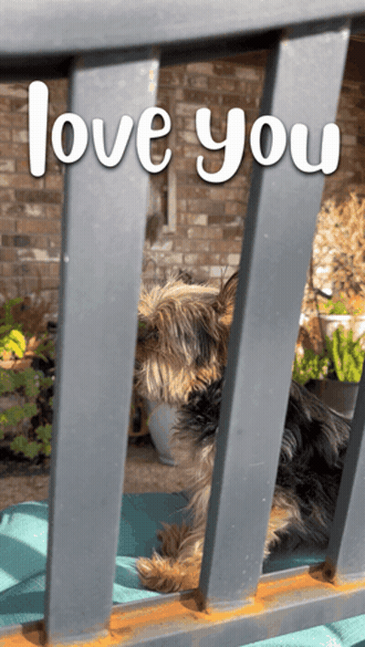 A Picture Of A Dog Behind A Railing That Says I Love You GIF