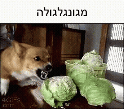 A Picture Of A Dog Eating Cabbage With A Caption That Says " 4Gifs.com " GIF