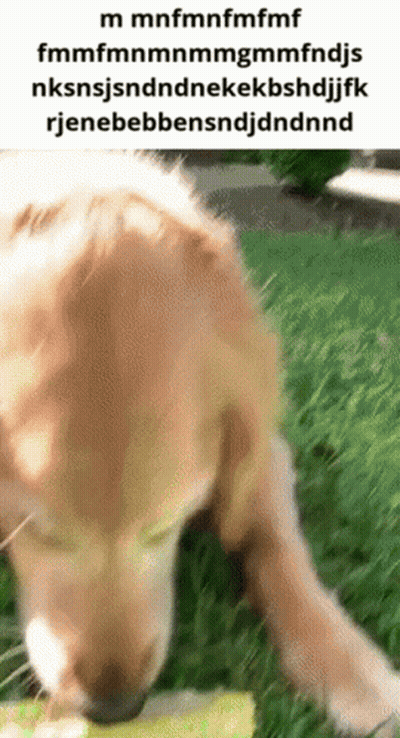 A Picture Of A Dog Eating Grass With A Caption That Says ' M Mnfmnfmfmf ' On It GIF