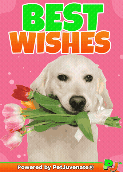 A Picture Of A Dog Holding A Bouquet Of Flowers With The Words Best Wishes Above It GIF