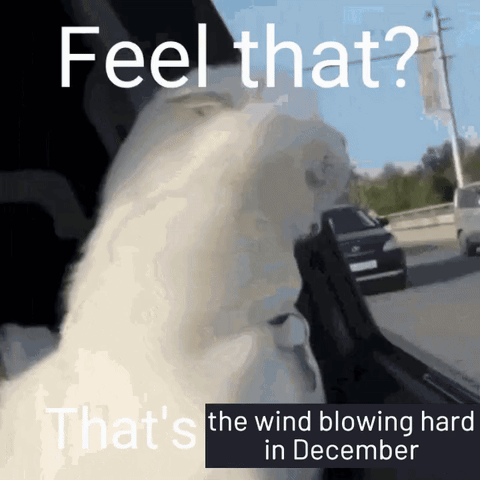 a picture of a dog in a car with a caption that says feel that that 's the wind blowing hard in december