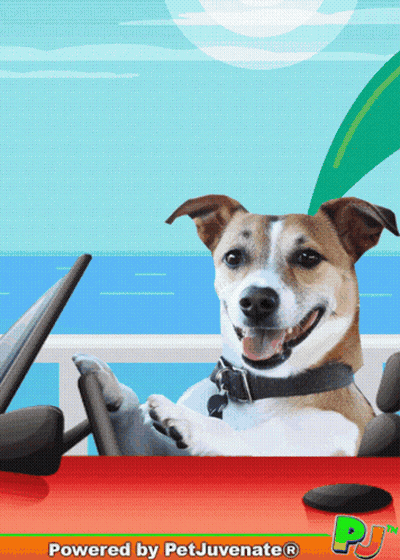 A Picture Of A Dog In A Car With The Words Powered By Petjuvenate Written Below It GIF