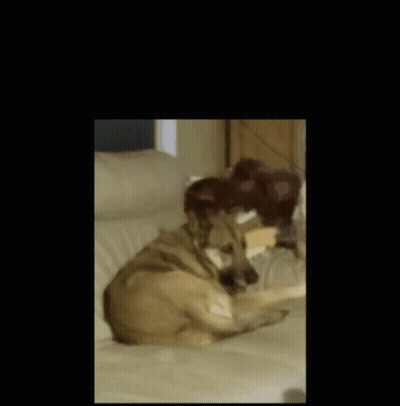 A Picture Of A Dog Laying On A Couch With The Words Spinning Dog Above It GIF