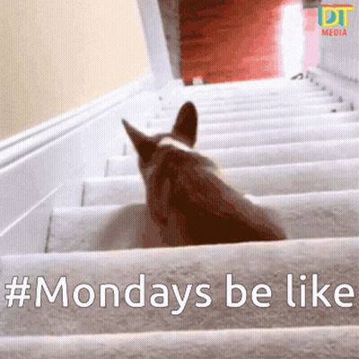 A Picture Of A Dog On A Set Of Stairs With The Caption Monday 'S Be Like GIF