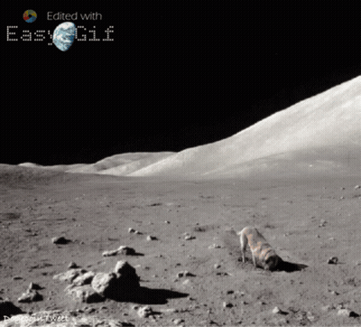 A Picture Of A Dog On The Moon Is Edited With Easygif