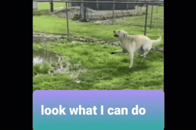 A Picture Of A Dog Running In A Field With The Words Look What I Can Do Below It GIF