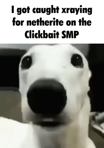 A Picture Of A Dog That Says I Got Caught Xraying For Netherite On The Clickbait Smp GIF