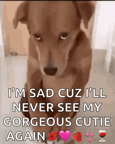 A Picture Of A Dog That Says I 'M Sad Cuz I 'Ll Never See My Gorgeous Cutie GIF