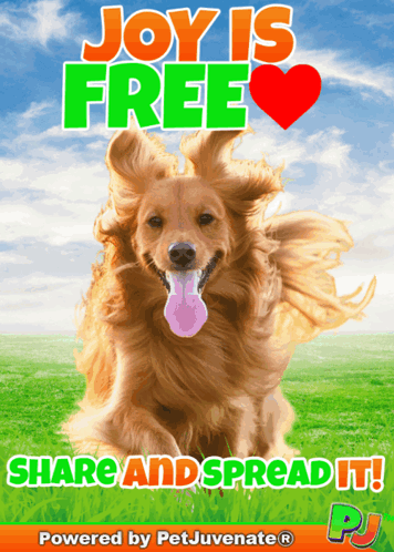 A Picture Of A Dog That Says Joy Is Free Share And Spread It GIF