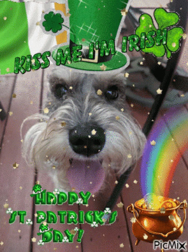 A Picture Of A Dog That Says Kiss Me I 'M Irish On It GIF