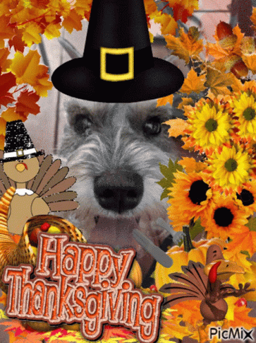 A Picture Of A Dog Wearing A Pilgrim Hat With The Words Happy Thanksgiving Written Below It GIF