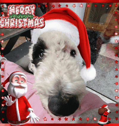 A Picture Of A Dog Wearing A Santa Hat With Merry Christmas Written On It GIF