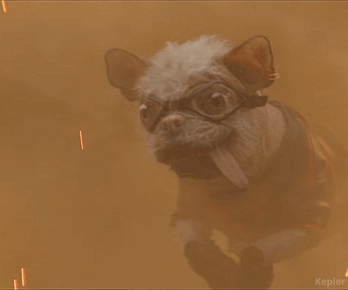 A Picture Of A Dog Wearing Goggles And A Jacket With Kepler Written On The Bottom GIF