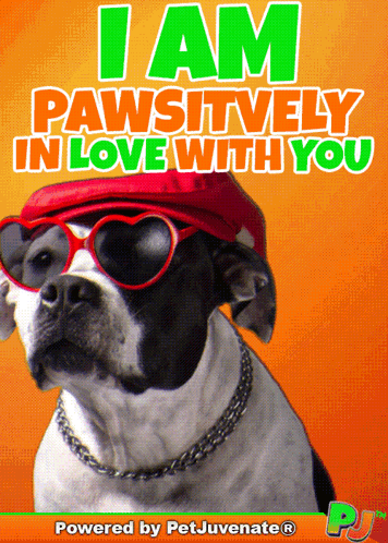 A Picture Of A Dog Wearing Sunglasses And A Hat That Says " I Am Pawsitively In Love With You " GIF
