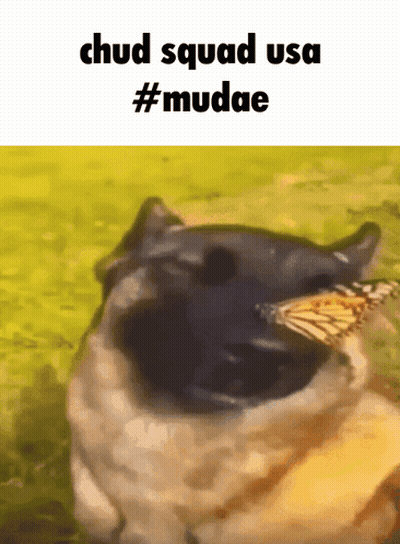 A Picture Of A Dog With A Butterfly In Its Mouth That Says Chud Squad Usa #Mudae GIF
