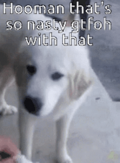 A Picture Of A Dog With A Caption That Says Hooman That 'S So Nasty Gtfoh With That GIF