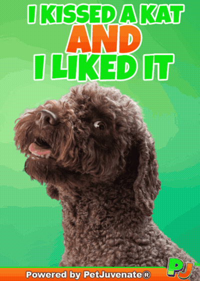 A Picture Of A Dog With A Caption That Says I Kissed A Kat And I Liked It GIF