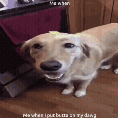 A Picture Of A Dog With A Caption That Says " Me When I Put Butta On My Dawg " GIF