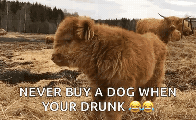 A Picture Of A Dog With A Caption That Says Never Buy A Dog When Your Drunk GIF