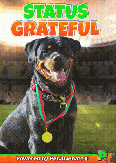 A Picture Of A Dog With A Medal Around Its Neck Says Status Grateful GIF