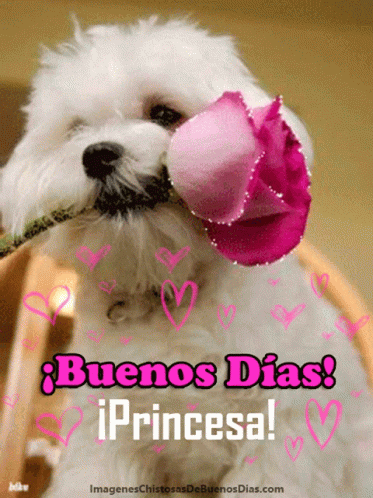 A Picture Of A Dog With A Pink Rose In Its Mouth And The Words Buenos Dias Princessa GIF