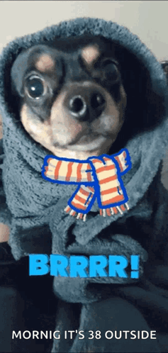 Dog With Scarf Outside In Cold Weather GIF