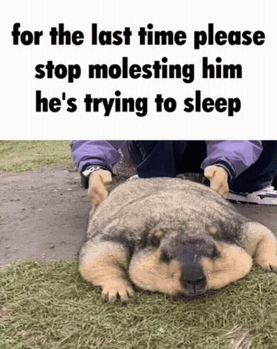 A Picture Of A Dog With The Caption " For The Last Time Please Stop Molesting Him He 'S Trying To Sleep GIF