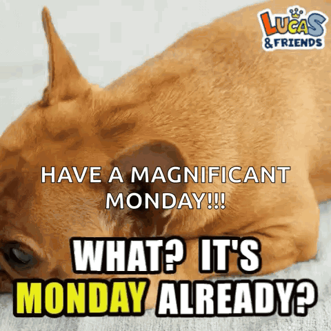 A Picture Of A Dog With The Caption " Have A Magnificent Monday !!! What ? It 'S Monday Already " GIF