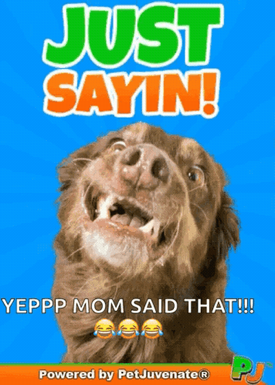 A Picture Of A Dog With The Caption Just Sayin GIF